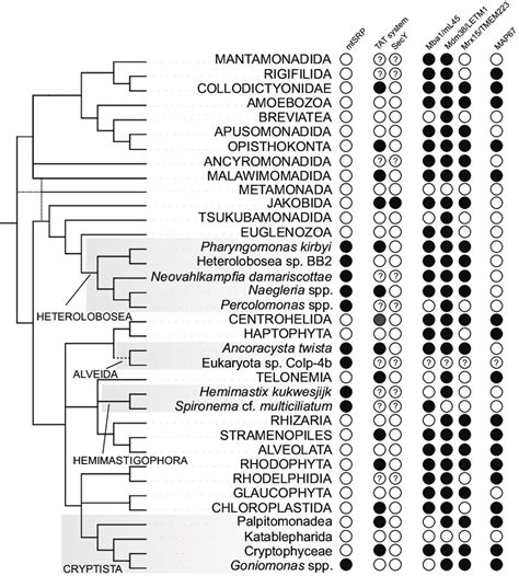 Phylogenetic distribution of proteins and systems involved in membrane ...