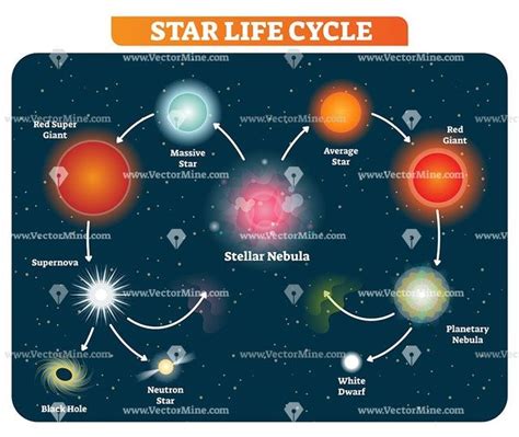 Star life cycle stages vector illustration diagram - VectorMine | Star ...