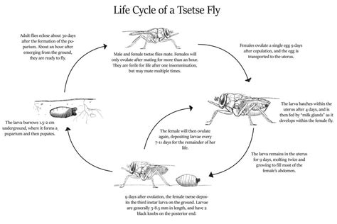 Tsetse Fly Life Cycle by CloudClipper on DeviantArt