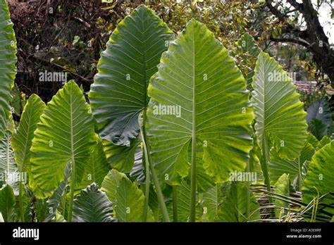 Sri Lanka, tropical plant with large leaves standing upright Stock ...