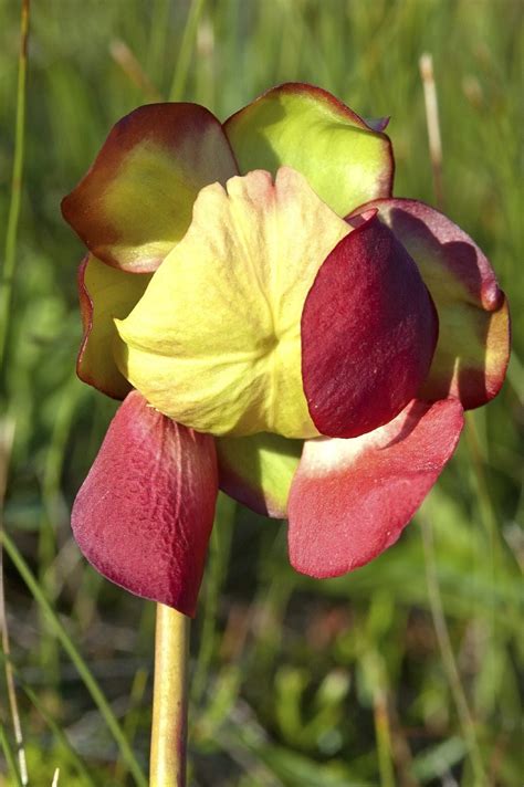 Sarracenia Flower Information - Is Your Pitcher Plant Blooming ...