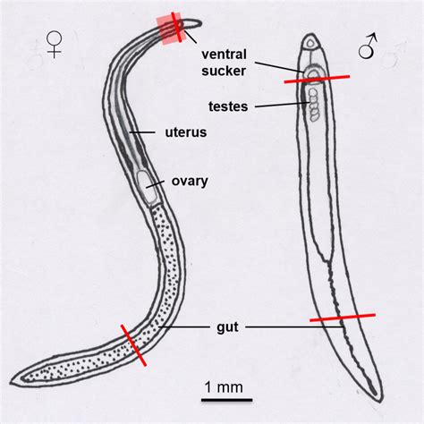 Manual dissection of the Schistosoma mansoni and S. japonicum head and ...