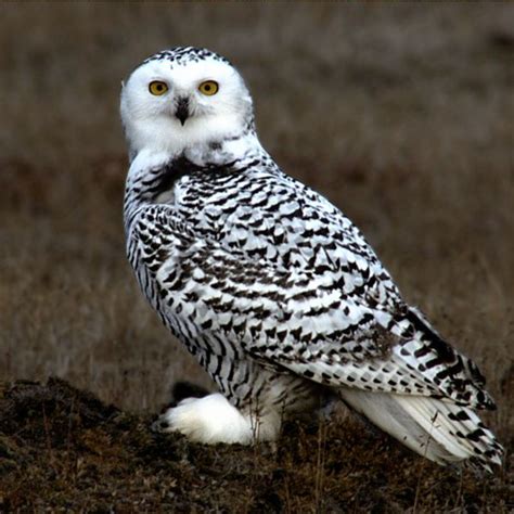 Everything You Wanted to Know About the Snowy Owl - HubPages