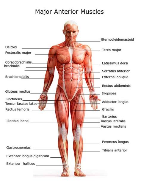 Muscles In The Body Diagram : Free Anatomy Quiz The Muscular System ...