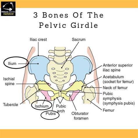 Pelvic Bone Ligaments