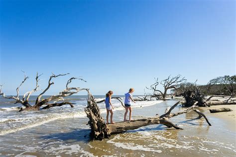 Driftwood Beach • Jekyll Island, Georgia • Vacation, Conservation, and ...