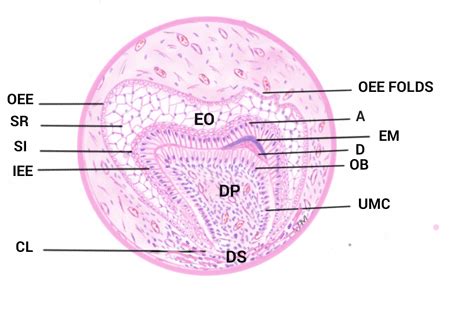 Oral Pathology India: ORAL HISTOLOGY DIAGRAMS- Advanced Bell Stage of ...