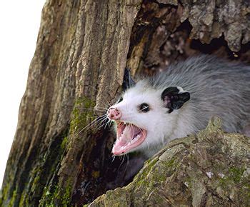 Facts About Opossums | Opossum Facts | Havahart®