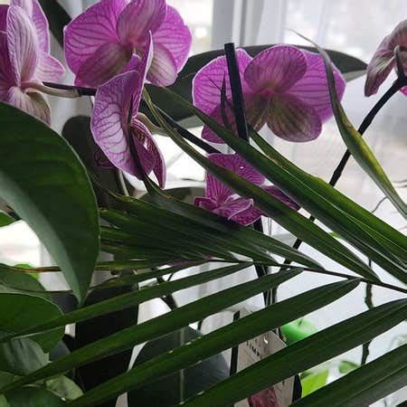 The Complete Bamboo Orchid Plant Care Guide: Water, Light & Beyond