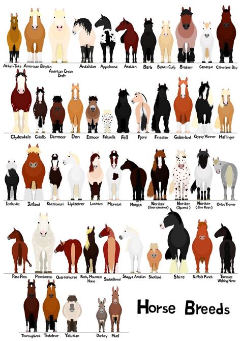 Various breeds of horses chart, svg, jpg, png, 1620'' - Etsy 日本 | Horse ...