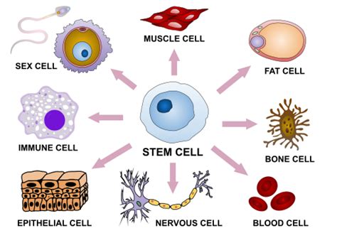 Cell Differentiation | Types, Structure | GCSE Biology