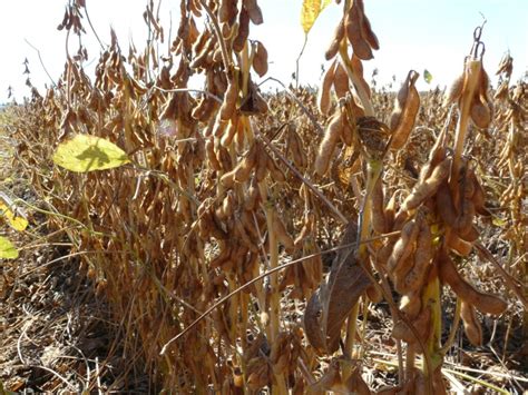 Soybeans Drying Down | Thomas County Ag