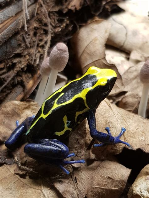 Dendrobates tinctorius nominat UBN6341505 - Frogs and More