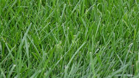 Grass Identification Guide | Do You Know Your Grass Type? - LawnStar