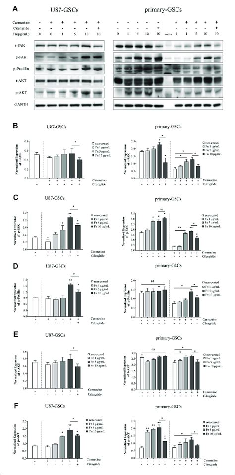 | FN activated the focal adhesion kinase (FAK)/paxillin/AKT signaling ...