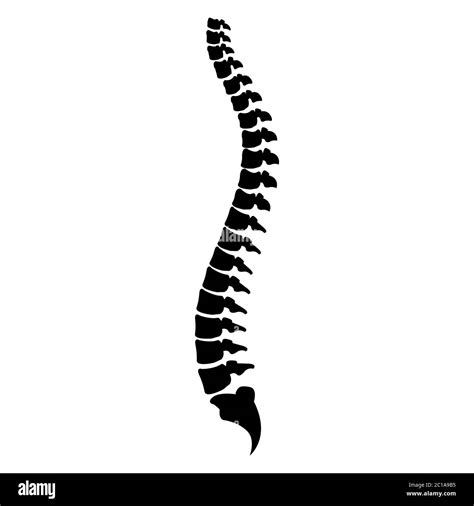 Human spinal cord hi-res stock photography and images - Alamy