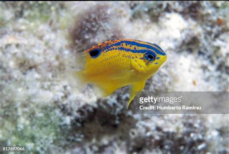 Longfin Damselfish Photos and Premium High Res Pictures - Getty Images