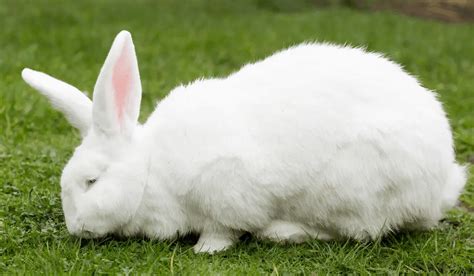 White Rabbit Breeds | 7 White Pet Rabbit Breeds | Hutch and Cage