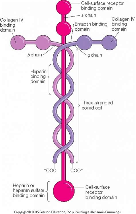 Check This Out: Laminin