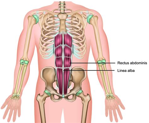 Linea Alba Abdomen