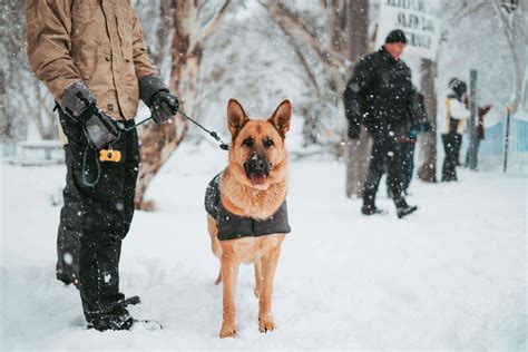 How Do Police Dogs Train Their Career