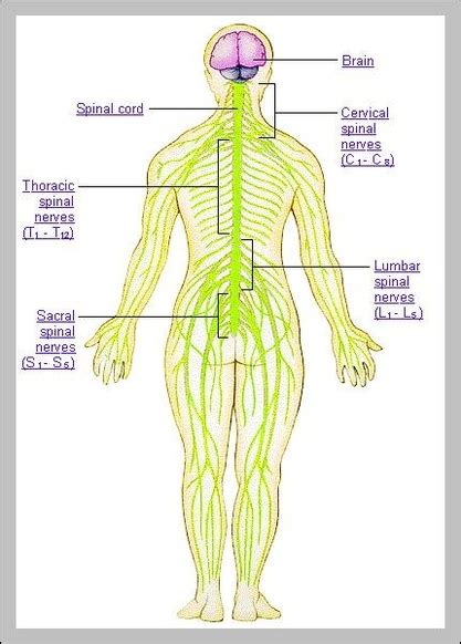 human body nerves | Anatomy System - Human Body Anatomy diagram and ...