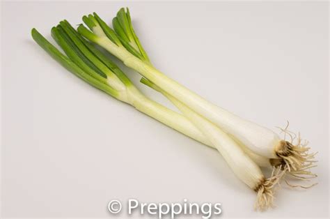 Calcot Onion - Preppings | Onion leeks, Onion, Leeks