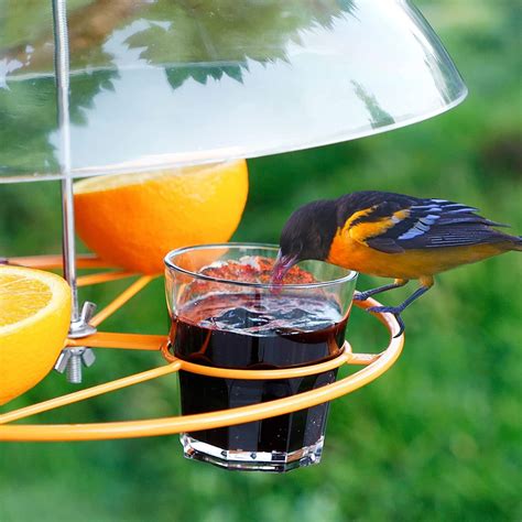 Oriole Bird Feeder 3 Types Food Orange Halves Fruit | Etsy