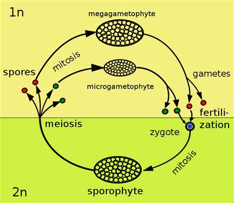 Plant life cycles and taxonomy | It's a natural universe