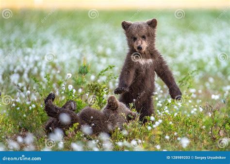 Brown Bear Cubs in the Summer Forest on the Bog among White Flowers ...