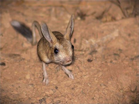 Jerboa - A-Z Animals