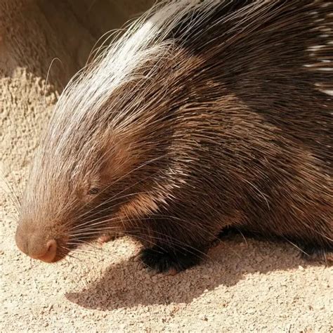 Cape Porcupine - Facts, Diet, Habitat & Pictures on Animalia.bio