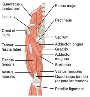 Hip Flexors - Physiopedia