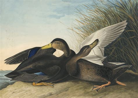 Audubon's Watercolors Pl. 302, American Black Duck - Joel Oppenheimer ...