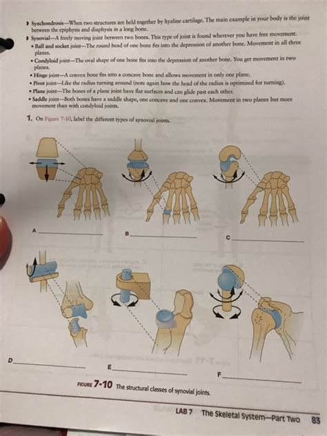 Solved Synchondrosis-When two structures berween the | Chegg.com