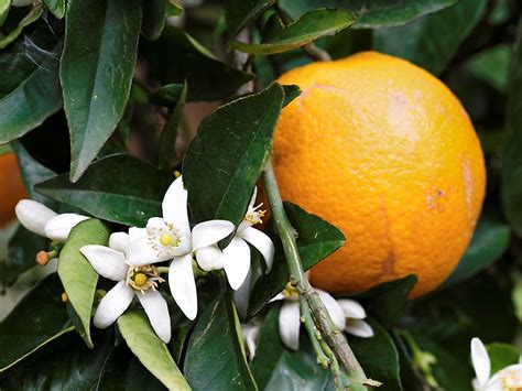 What Is The Florida State Flower? - WorldAtlas