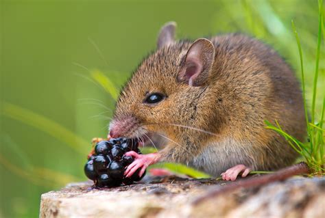 5 Best Mouse Foods - Nov. 2022 - BestReviews