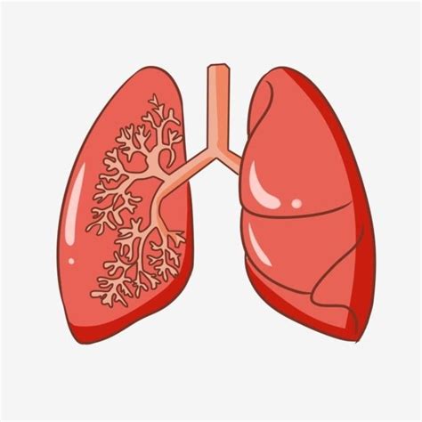 Lung PNG Image, Red Lung Pink Lung Tube Cartoon Illustration Hand Drawn ...