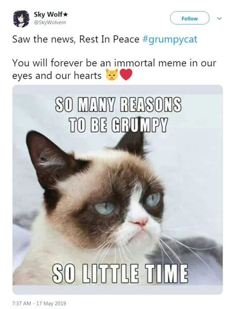 RIP Grumpy Cat: Looking back on her best memes | story | Kids News