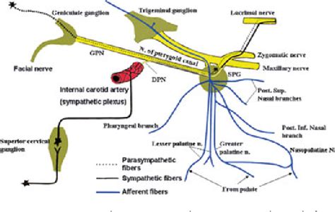 The pterygopalatine ganglion and its role in various pain syndromes ...