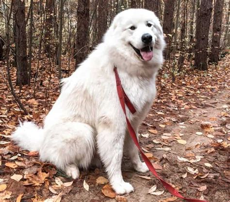 Great Pyrenees Mixes: 25 Different Pyrs Crossbreeds - K9 Web