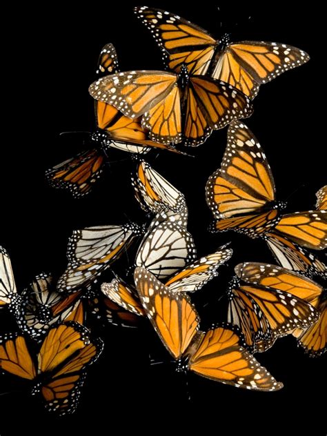 Monarch Butterfly Drawing Flying