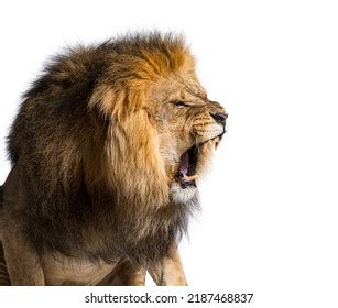 Lion Side Profile Roaring