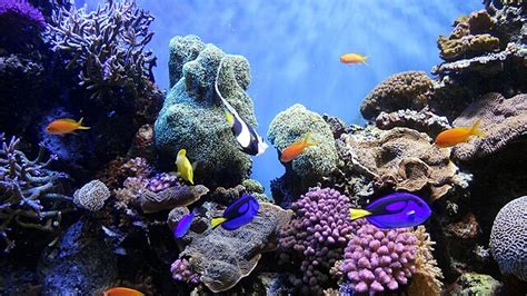 How Fake Fish May Save Coral Reefs (And You Can Help!) – Now I Know