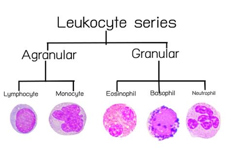 Leukocyte Series Stock Photo - Download Image Now - iStock