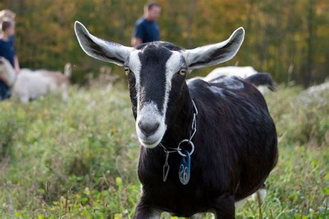 Animals — 2 Kids Goat Farm