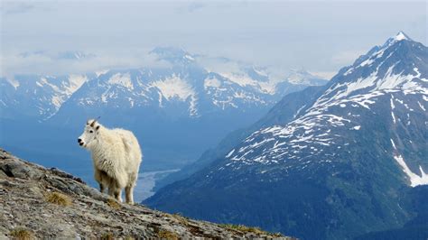 Kenai Fjords National Park | MowryJournal.com