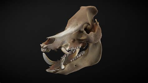 Wild Boar Skull - 3D model by Yimit [a084391] - Sketchfab