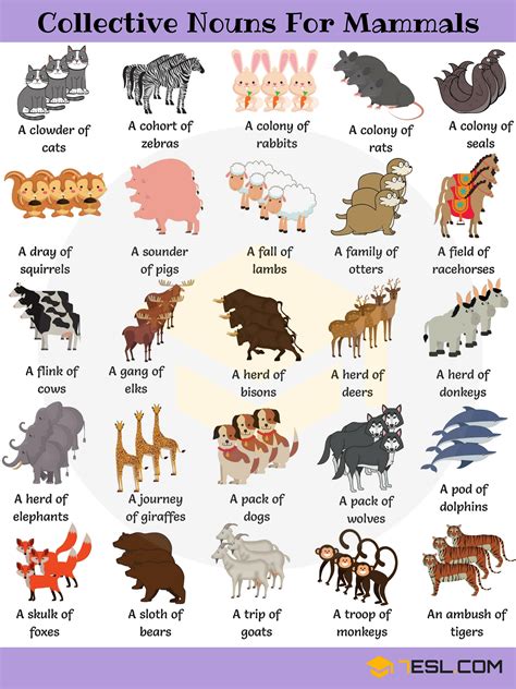 Collective Nouns For Animals Examples