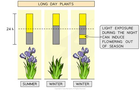 IB DP Biology: HL复习笔记9.4.1 Flowering-翰林国际教育